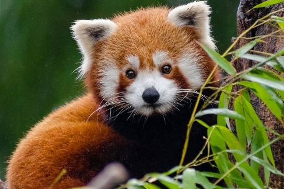 A red panda in a tree at the Toronto Zoo