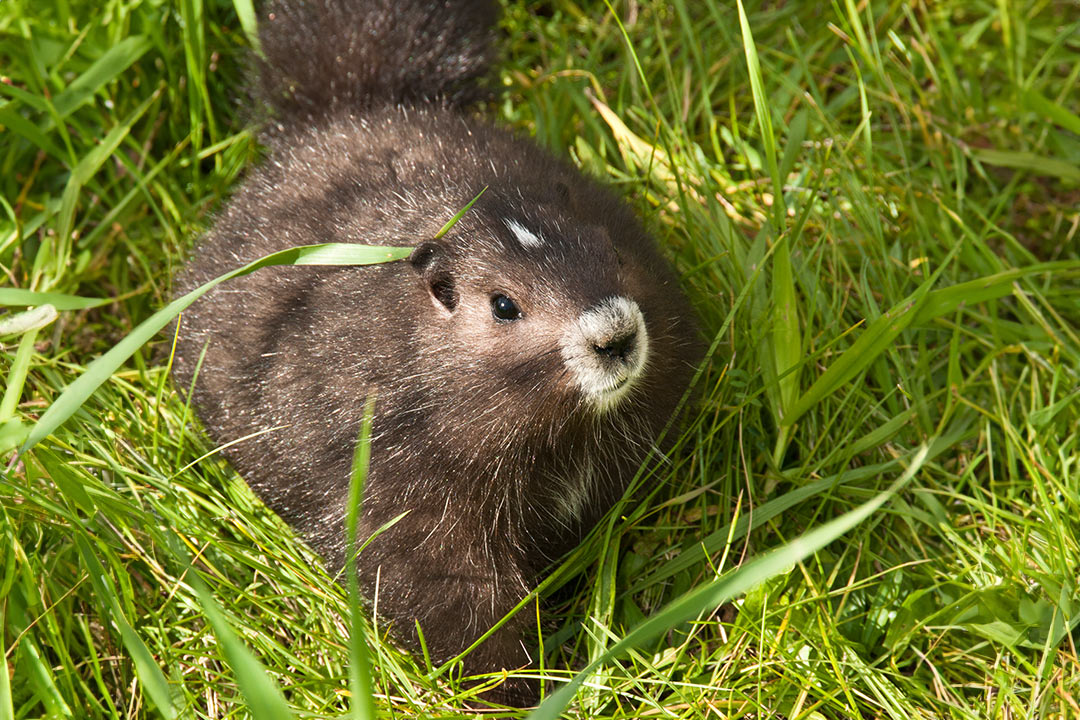 A Vancouver Island Marmot at the Zoo