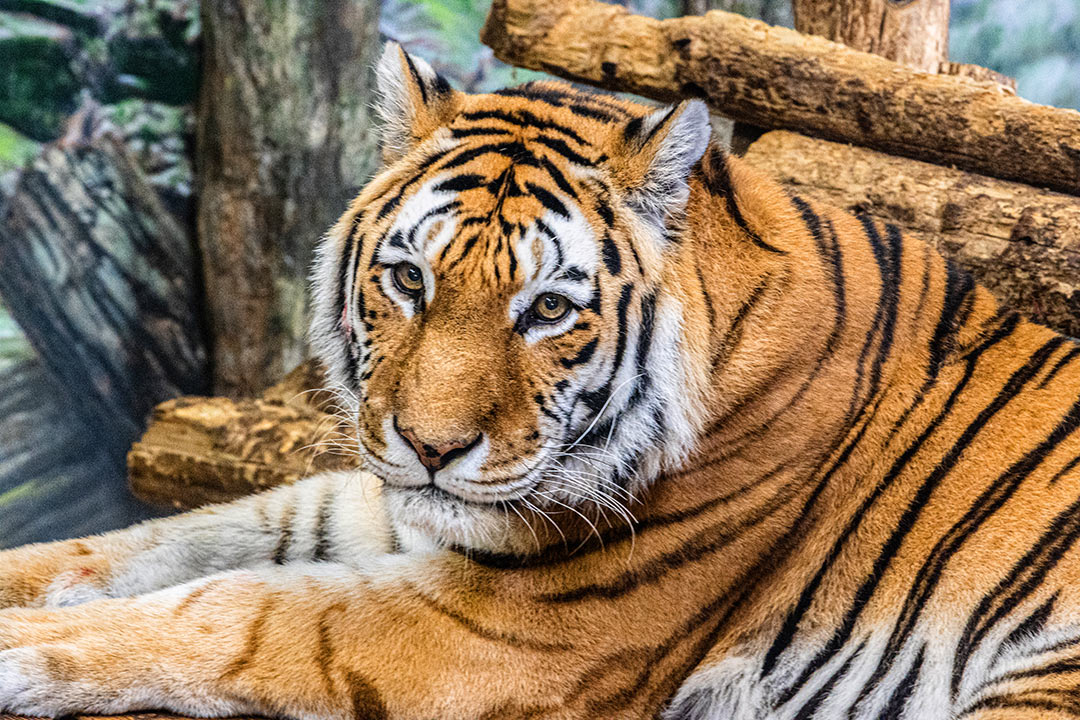 Amur Tiger Mazy laying down looks directly at the camera