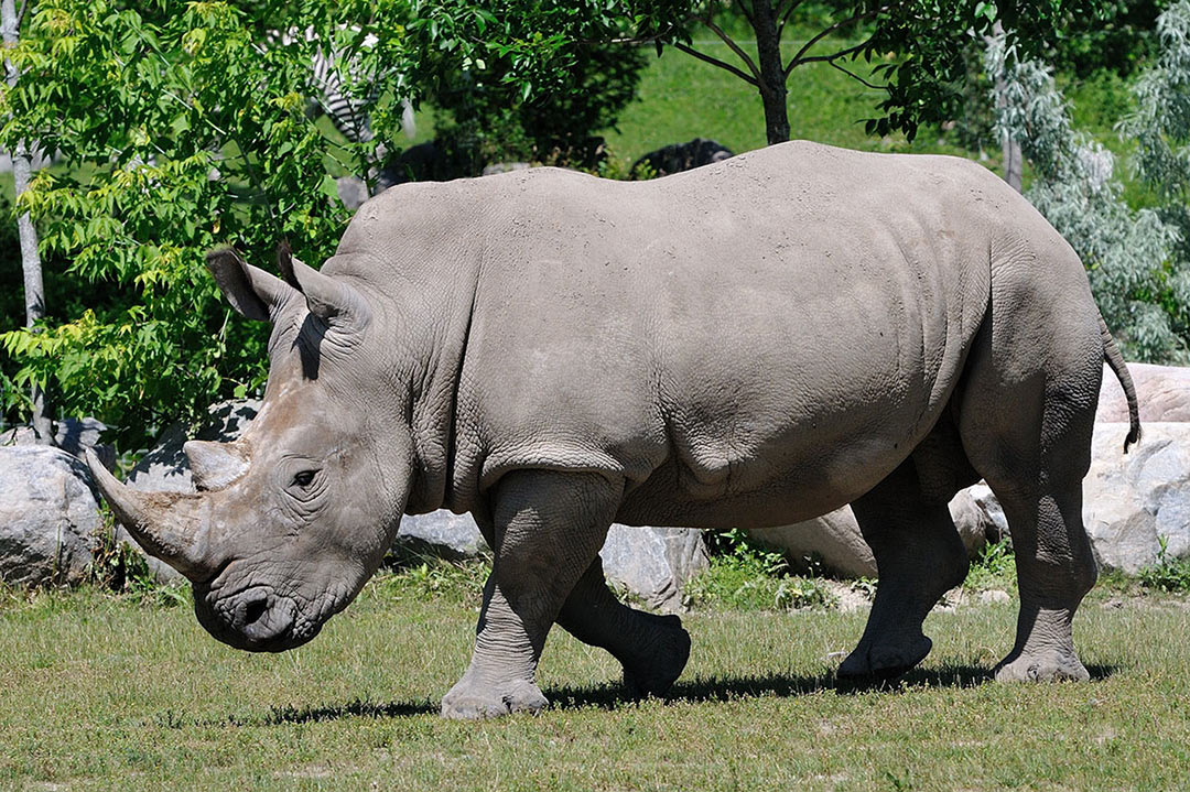 White Rhino