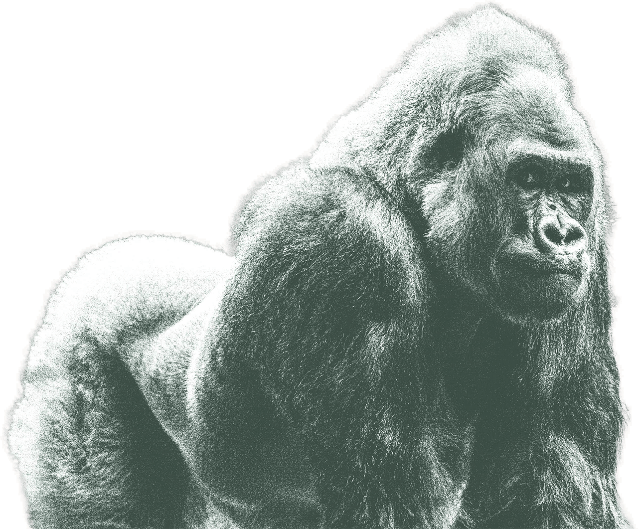 Gorilla Image