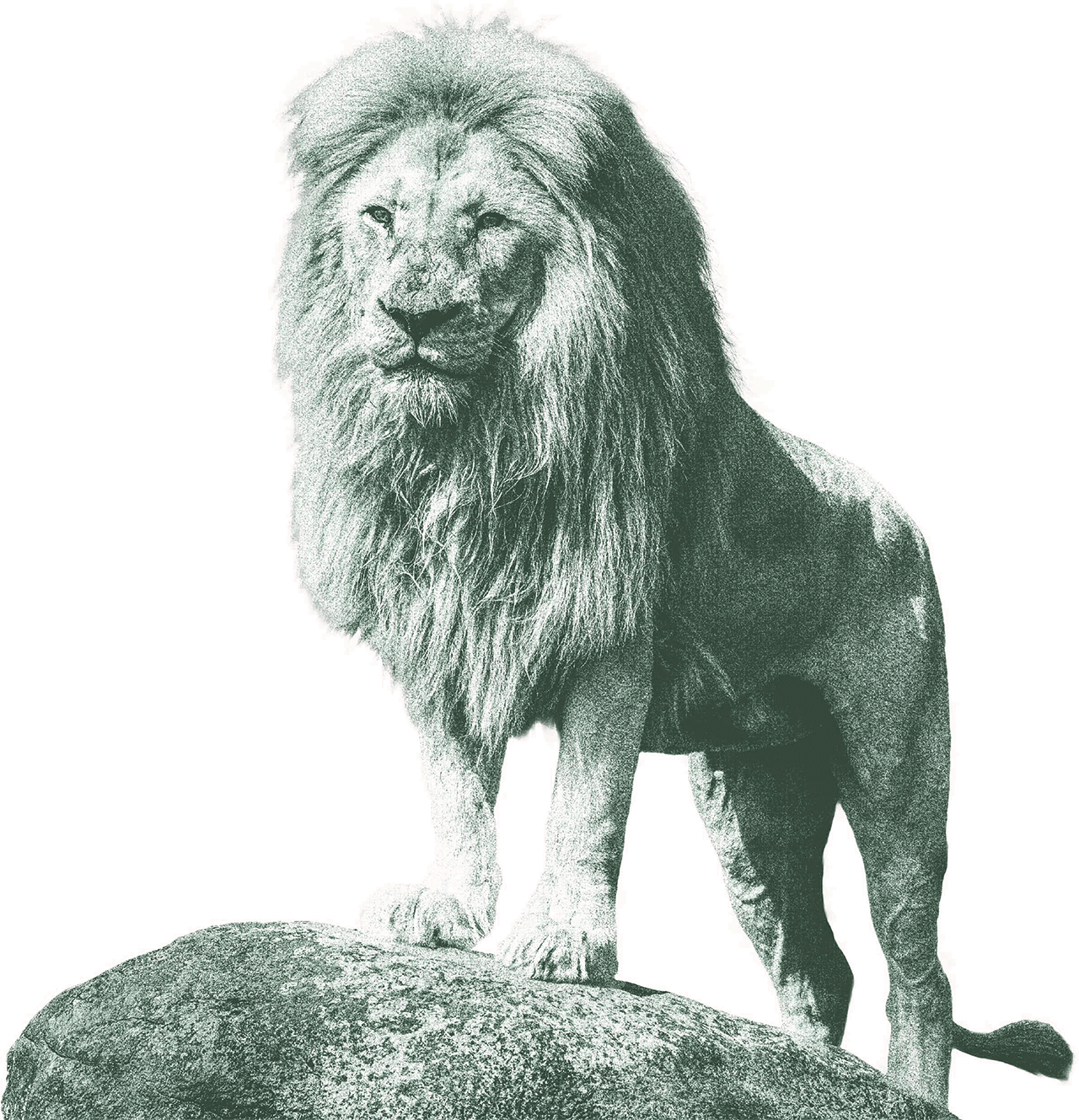 Lion Image