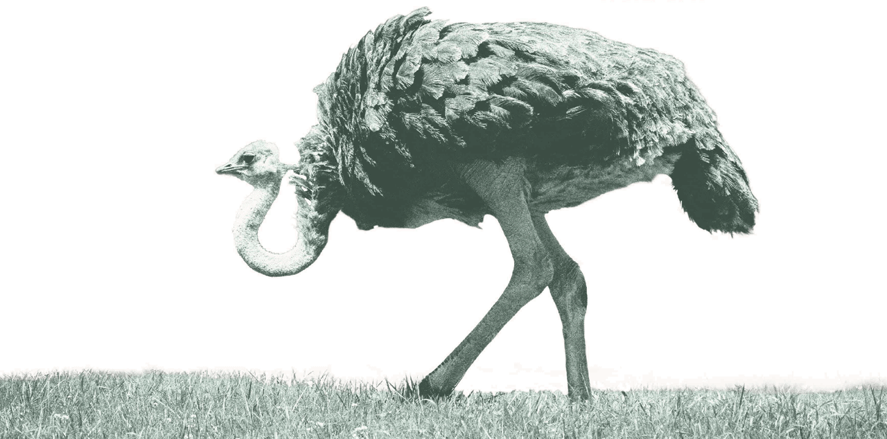 Ostrich Image