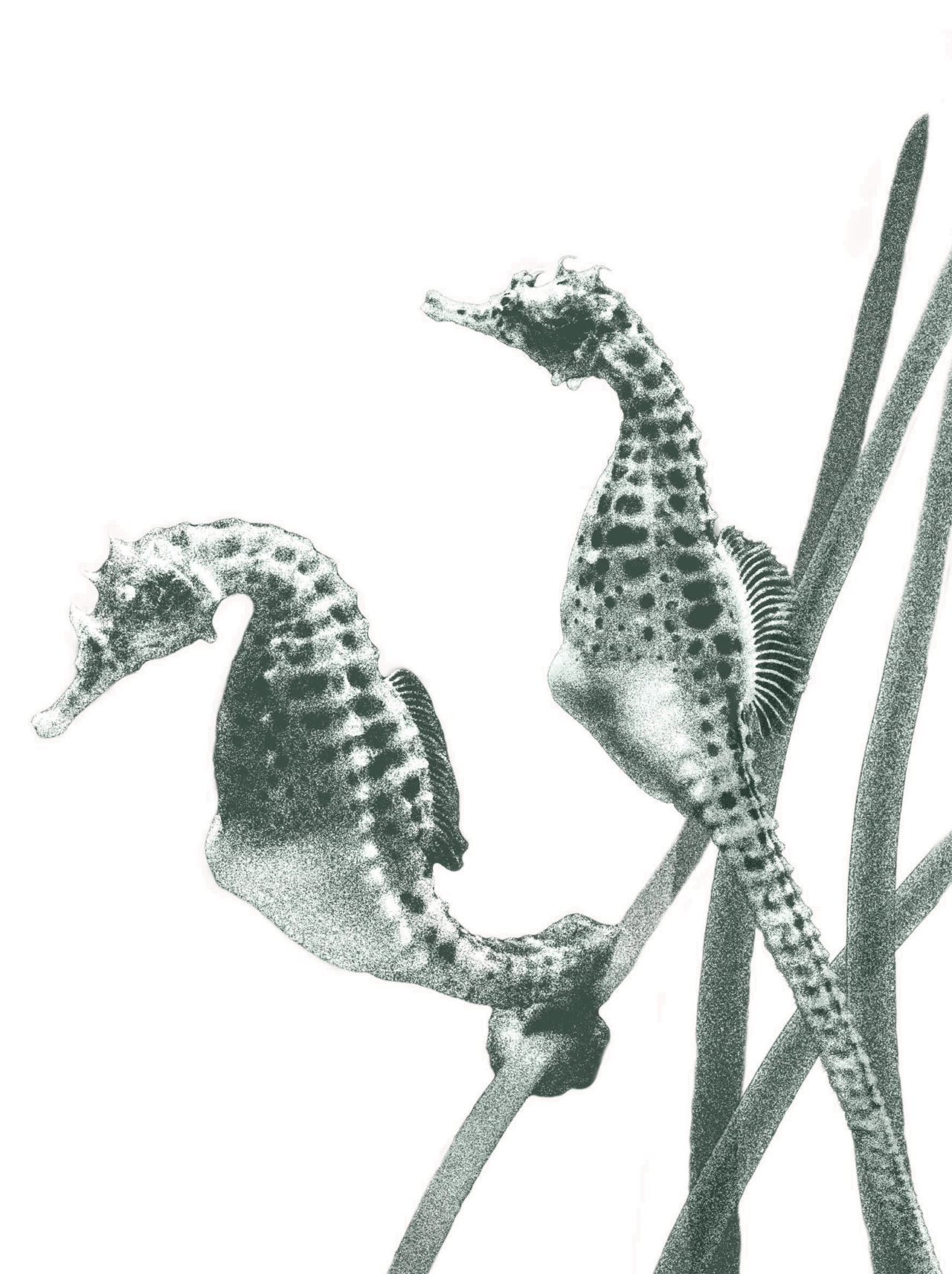 Sea Horse Image