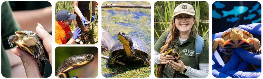 20230620111706601BlandingTurtleHeader 20230620111706601BlandingTurtleHeader