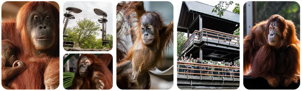 20230629033745245OrangutanHabitatHeader 20230629033745245OrangutanHabitatHeader