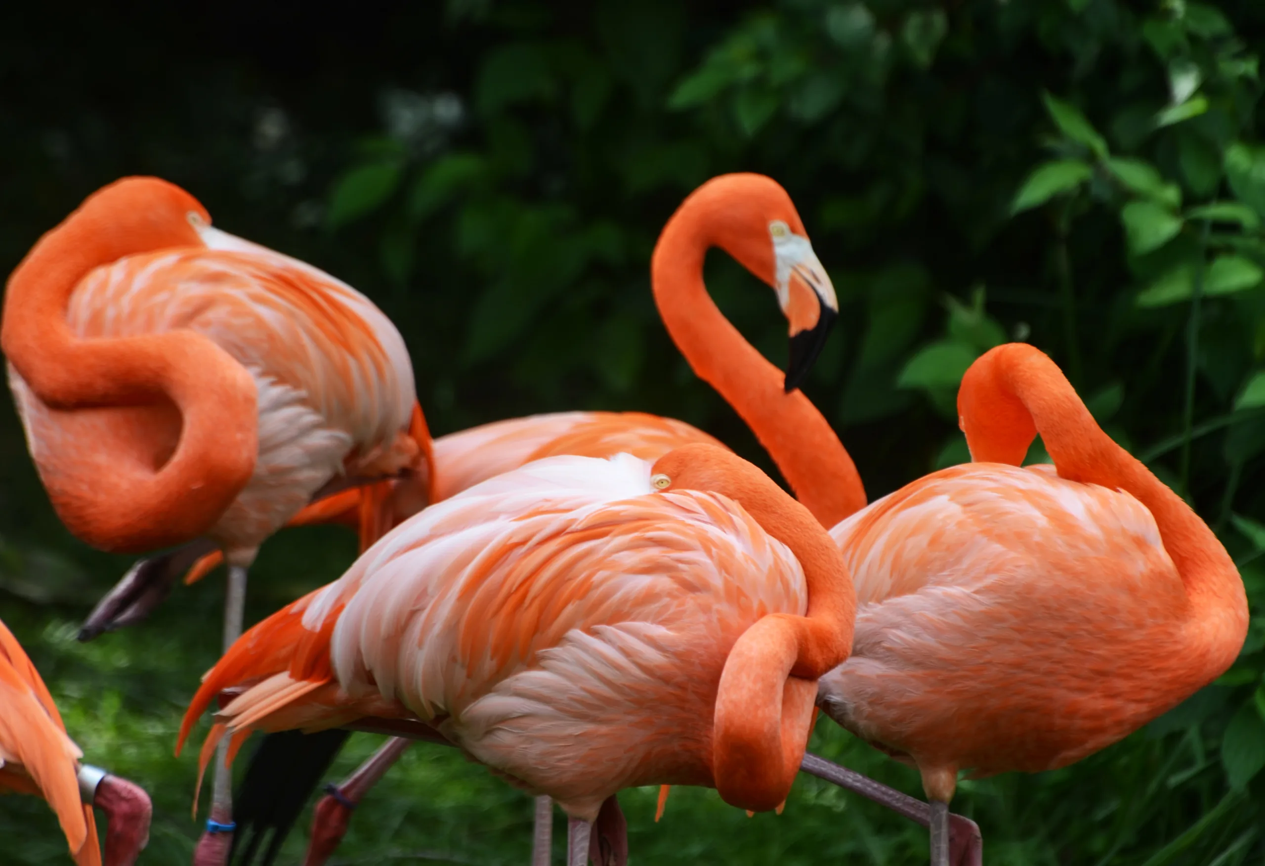 flamingo 2 (used) flamingo 2 (used)