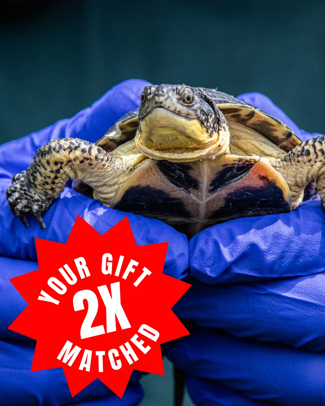 June 11 - Matching Gift