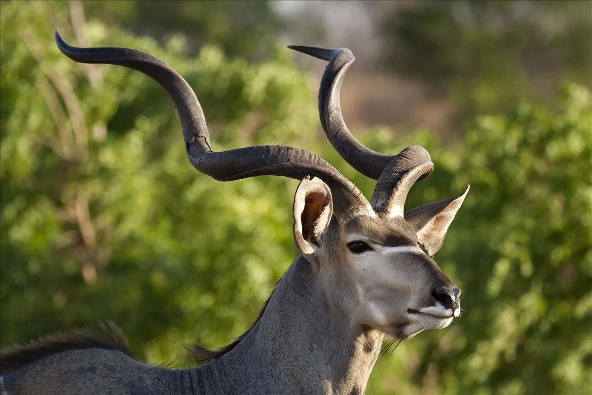 20190416033039611GreaterKudu